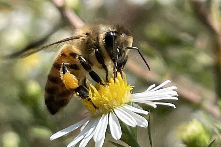 Bee