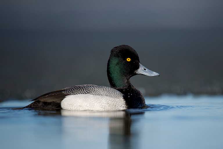 Lesser Scaup