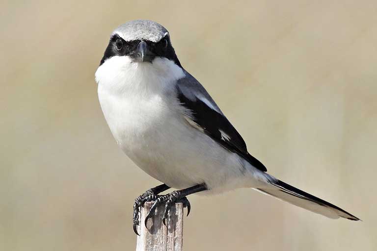 Loggerhead Shrike