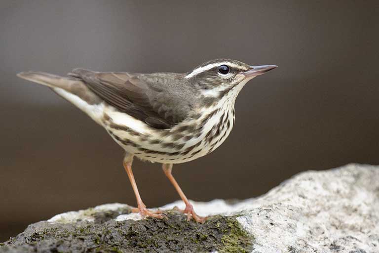 Louisana Waterthrush