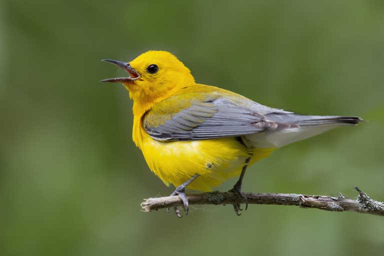 Prothonotary Warbler
