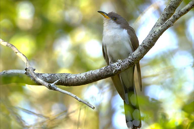 Yellow Billed Cuckoo