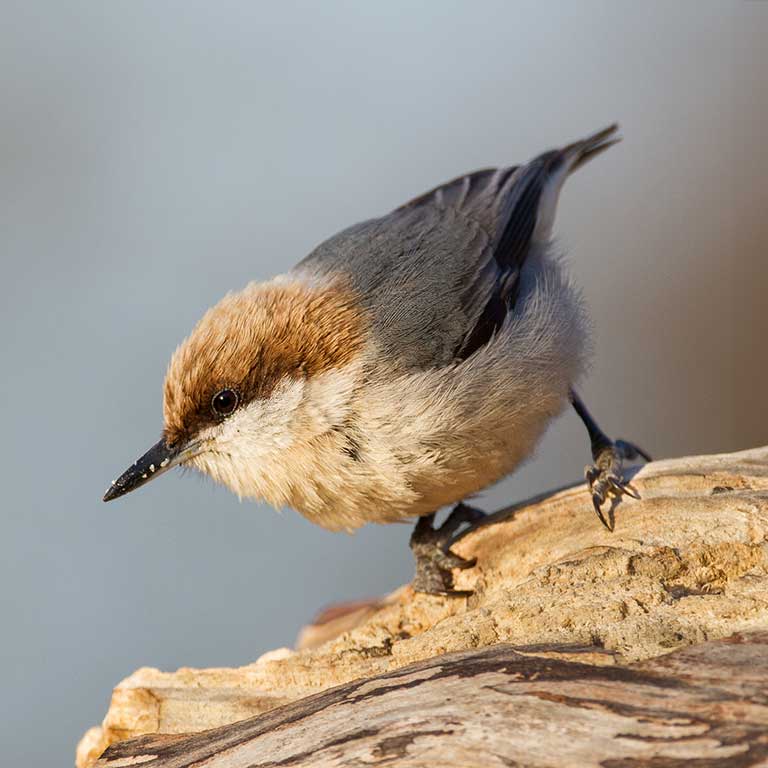 Brown-headed Nuthatch