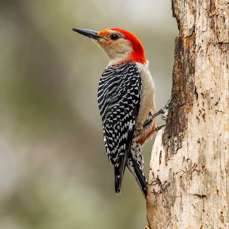 Red-bellied Woodpecker