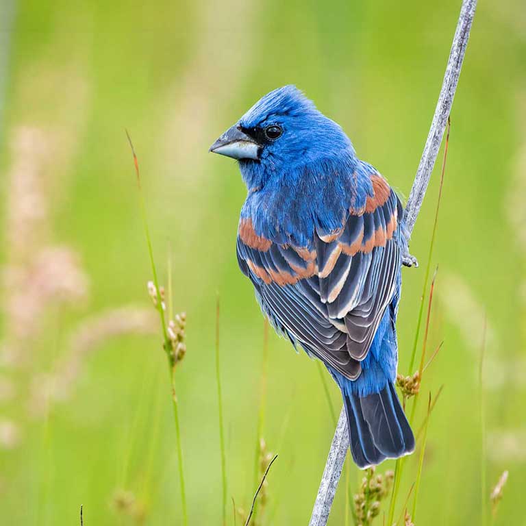 Blue grosbeak