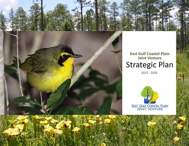 EGCPJV 5 year strategic plan