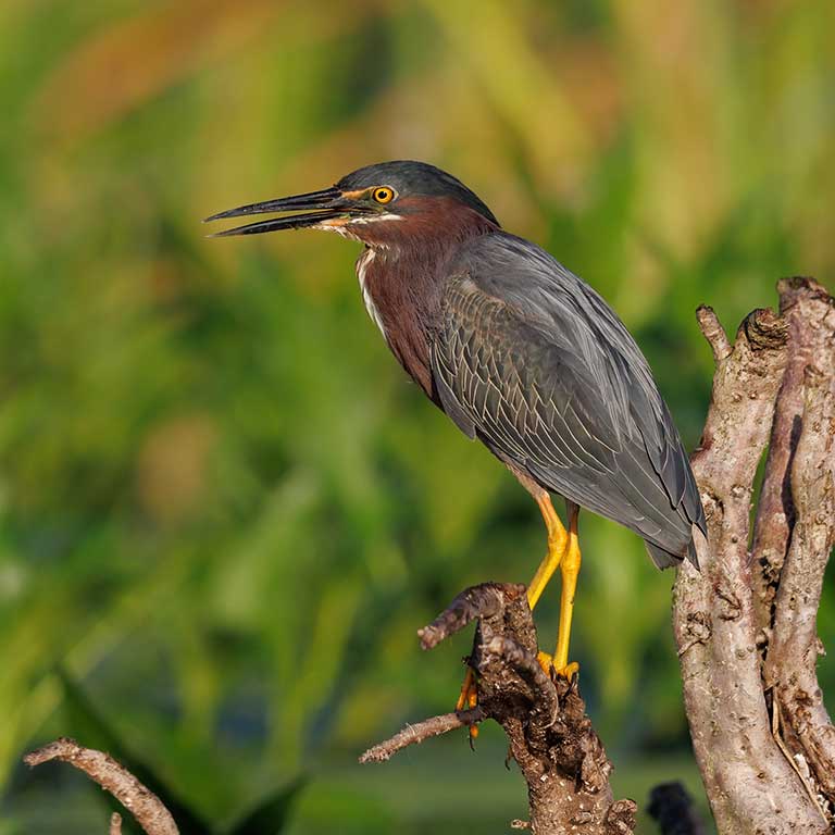 Green Heron