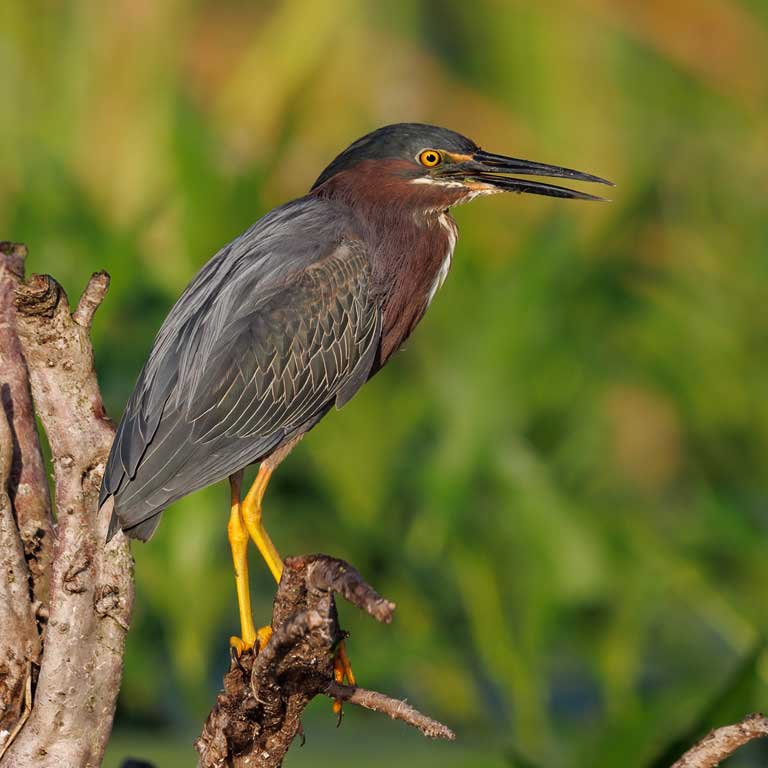 Green Heron