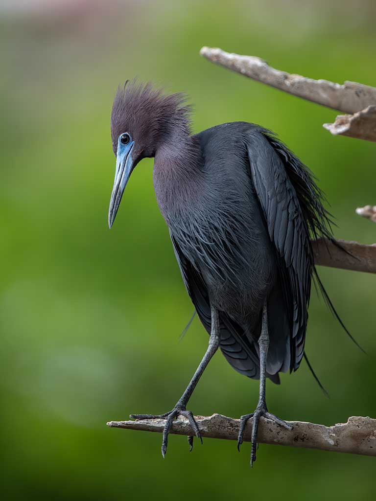 Little Blue Heron