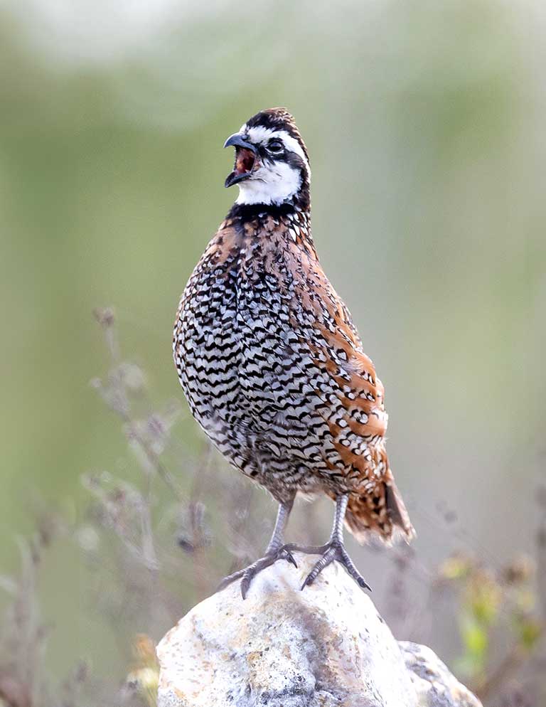 Northern bobwhite tn