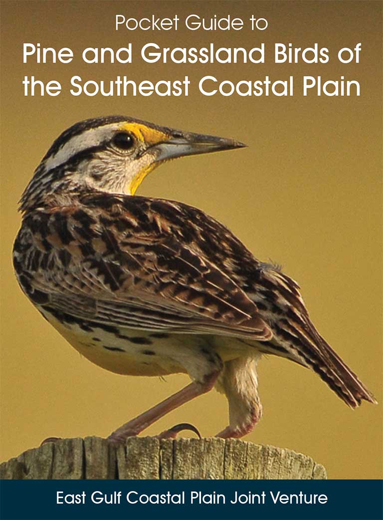 Pocket guide to pine and grassland birds of the southest coastal plain