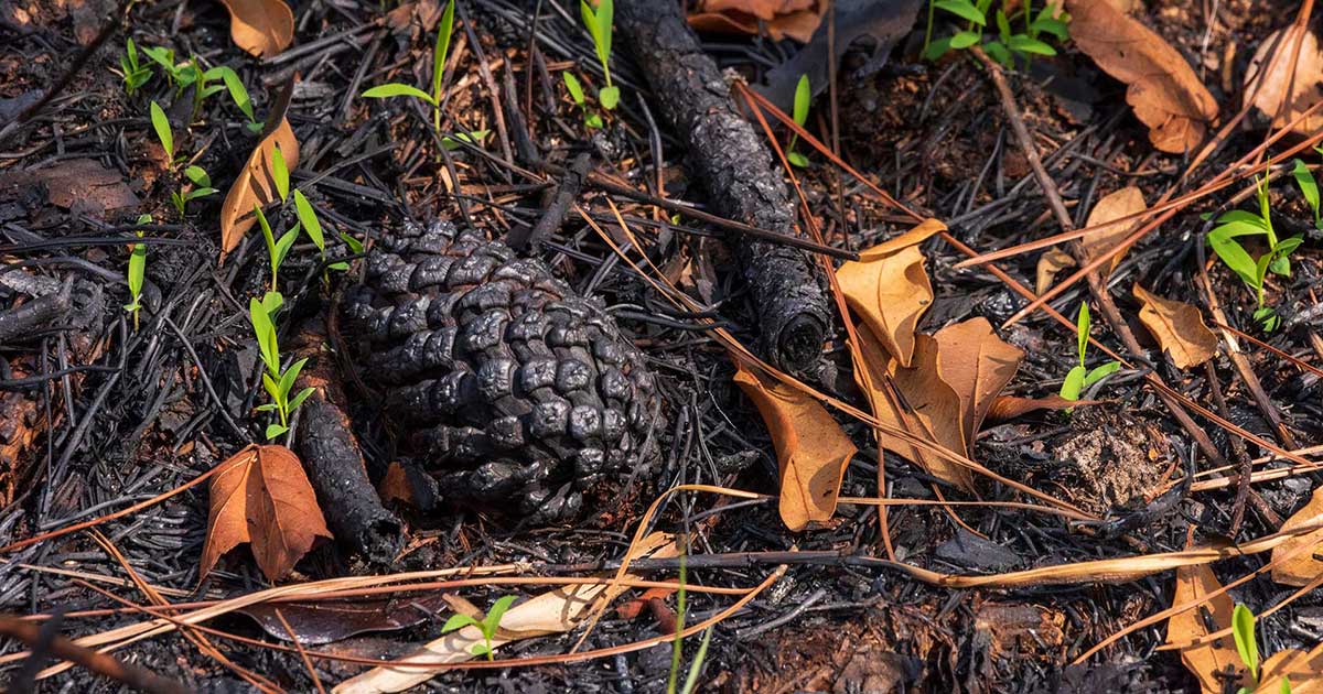 Prescribed burn pinecone