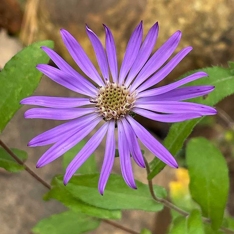 Purple flower