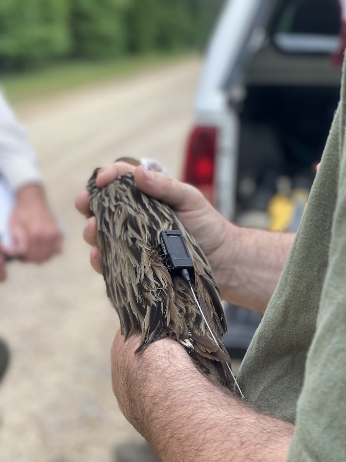 King Rail being fitted with Ornitela solar-powered GPS-GSM transmitter. Photo by Anne Mini