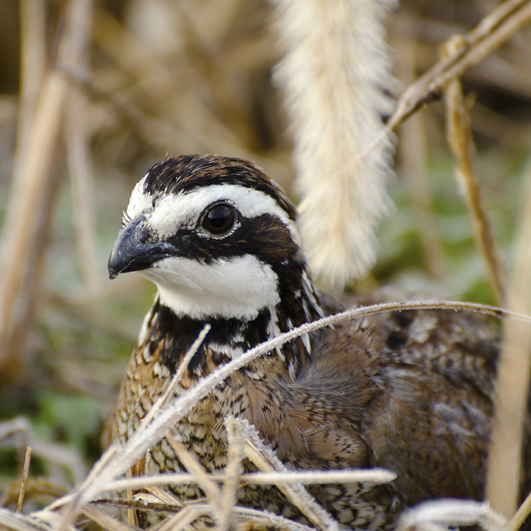 Northern Bobwhite. Photo by Ben Robinson (with permission)