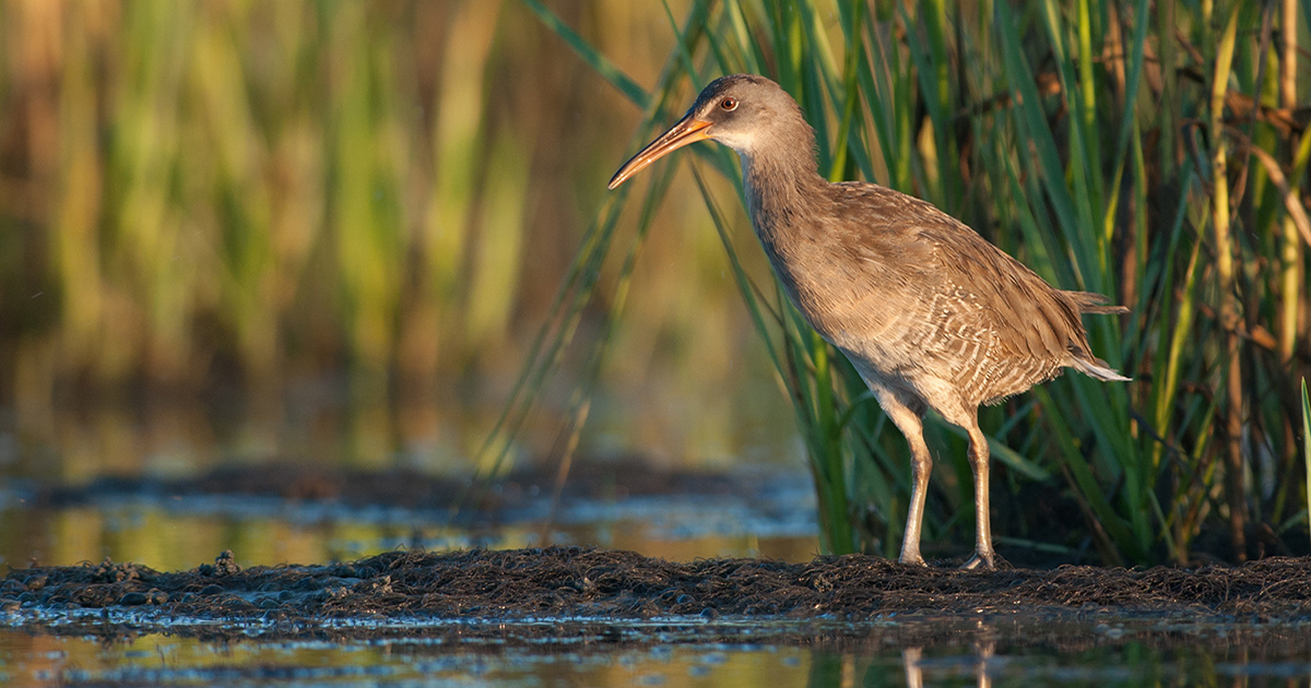 Tracking Across JV Borders – The King Rail Telemetry Project