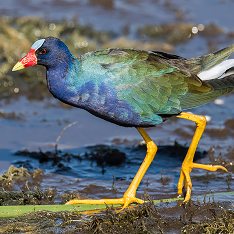 Purple Gallinule. Stock Image