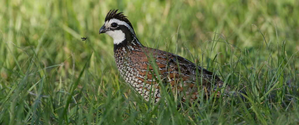 Northern bobwhite quail in grass