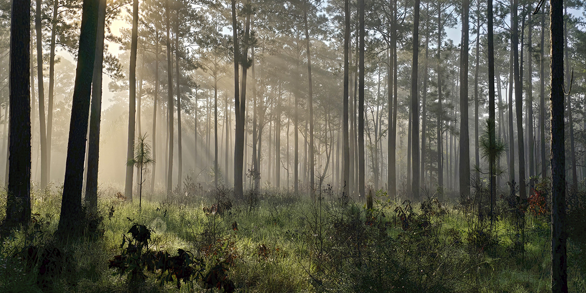 Implementing Goals of EGCPJV Landbird Plan in Conecuh National Forest