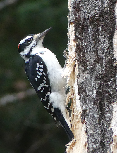 Red cockaded woodpecker​